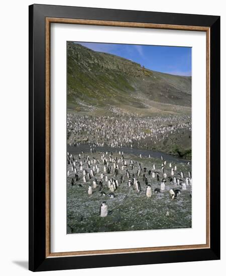 Chinstrap Penguins at Baily Head, Deception Island, Antarctica, Polar Regions-Geoff Renner-Framed Photographic Print