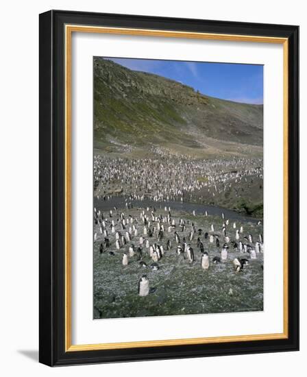 Chinstrap Penguins at Baily Head, Deception Island, Antarctica, Polar Regions-Geoff Renner-Framed Photographic Print