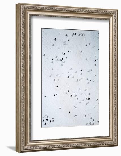 Chinstrap Penguins, Deception Island, Antarctica-Paul Souders-Framed Photographic Print