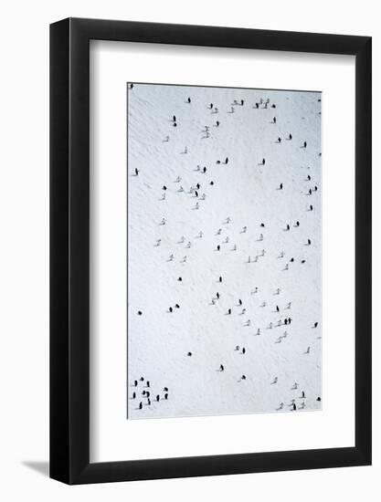 Chinstrap Penguins, Deception Island, Antarctica-Paul Souders-Framed Photographic Print