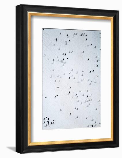 Chinstrap Penguins, Deception Island, Antarctica-Paul Souders-Framed Photographic Print