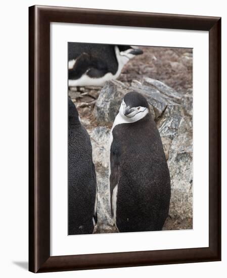 Chinstrap Penguins, Hannah Point, Livingstone Island, South Shetland Islands, Polar Regions-Robert Harding-Framed Photographic Print