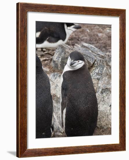 Chinstrap Penguins, Hannah Point, Livingstone Island, South Shetland Islands, Polar Regions-Robert Harding-Framed Photographic Print