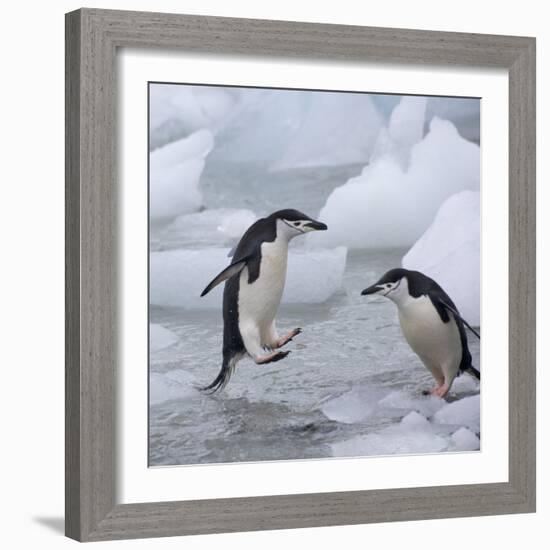 Chinstrap Penguins on ice, South Orkney Islands, Antarctica-Keren Su-Framed Photographic Print