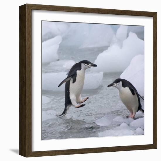 Chinstrap Penguins on ice, South Orkney Islands, Antarctica-Keren Su-Framed Photographic Print