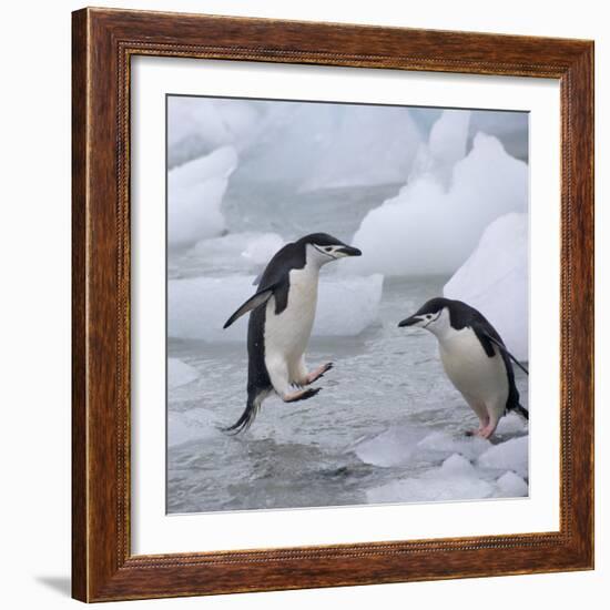 Chinstrap Penguins on ice, South Orkney Islands, Antarctica-Keren Su-Framed Photographic Print