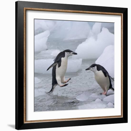 Chinstrap Penguins on ice, South Orkney Islands, Antarctica-Keren Su-Framed Photographic Print