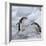 Chinstrap Penguins on ice, South Orkney Islands, Antarctica-Keren Su-Framed Photographic Print