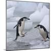 Chinstrap Penguins on ice, South Orkney Islands, Antarctica-Keren Su-Mounted Photographic Print