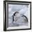 Chinstrap Penguins on ice, South Orkney Islands, Antarctica-Keren Su-Framed Photographic Print