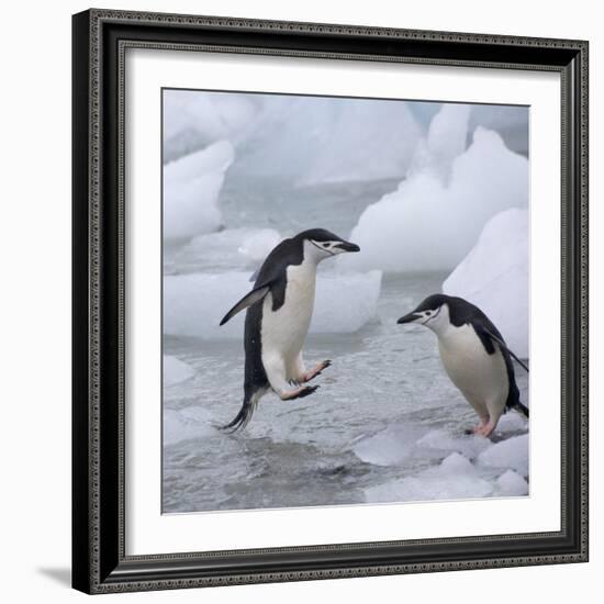 Chinstrap Penguins on ice, South Orkney Islands, Antarctica-Keren Su-Framed Photographic Print