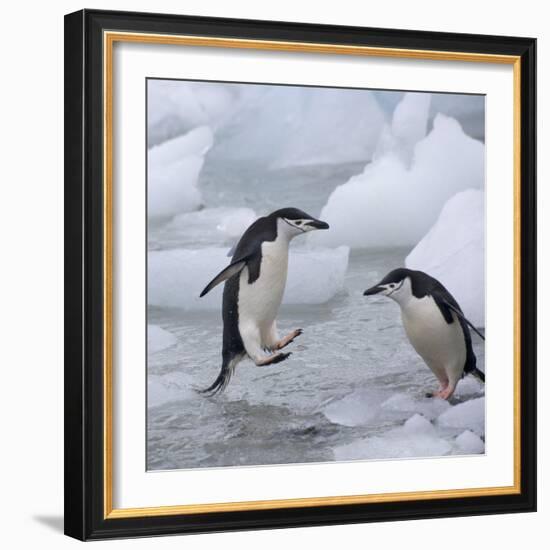 Chinstrap Penguins on ice, South Orkney Islands, Antarctica-Keren Su-Framed Photographic Print