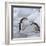 Chinstrap Penguins on ice, South Orkney Islands, Antarctica-Keren Su-Framed Photographic Print