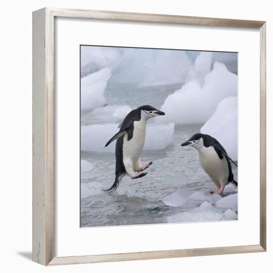 Chinstrap Penguins on ice, South Orkney Islands, Antarctica-Keren Su-Framed Photographic Print