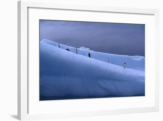 Chinstrap Penguins Standing on Ice-DLILLC-Framed Photographic Print