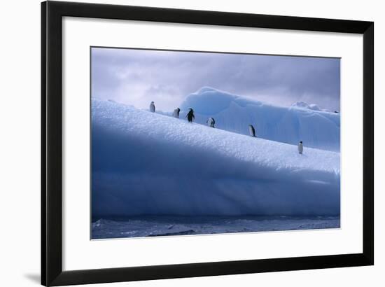 Chinstrap Penguins Standing on Ice-DLILLC-Framed Photographic Print