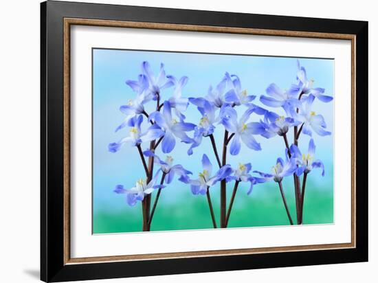 Chionodoxa Forbesii 'Blue Giant' Glory of the Snow March-Chris Burrows-Framed Photographic Print