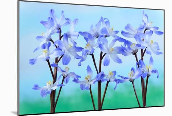 Chionodoxa Forbesii 'Blue Giant' Glory of the Snow March-Chris Burrows-Mounted Photographic Print
