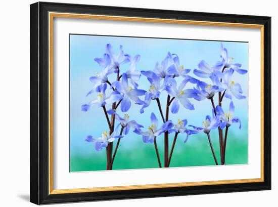 Chionodoxa Forbesii 'Blue Giant' Glory of the Snow March-Chris Burrows-Framed Photographic Print