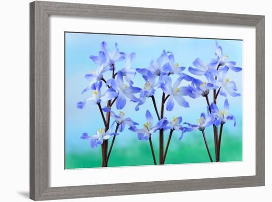 Chionodoxa Forbesii 'Blue Giant' Glory of the Snow March-Chris Burrows-Framed Photographic Print