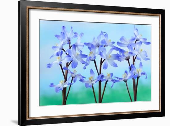 Chionodoxa Forbesii 'Blue Giant' Glory of the Snow March-Chris Burrows-Framed Photographic Print