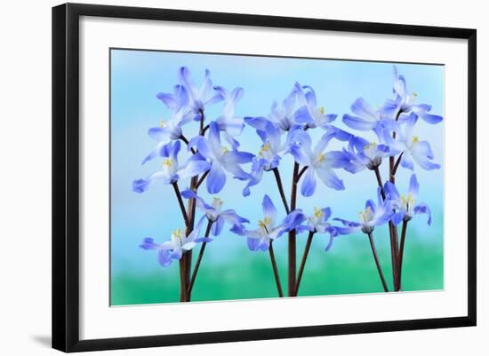 Chionodoxa Forbesii 'Blue Giant' Glory of the Snow March-Chris Burrows-Framed Photographic Print