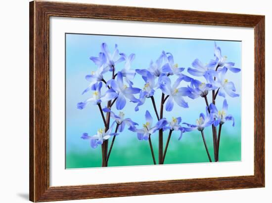 Chionodoxa Forbesii 'Blue Giant' Glory of the Snow March-Chris Burrows-Framed Photographic Print