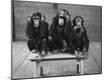 Premium Photographic Print