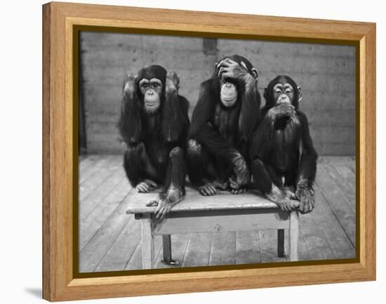 Chipanzees Not Hearing, Seeing or Speaking Evil-null-Framed Premier Image Canvas