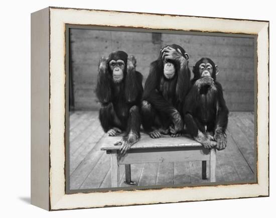 Chipanzees Not Hearing, Seeing or Speaking Evil-null-Framed Premier Image Canvas