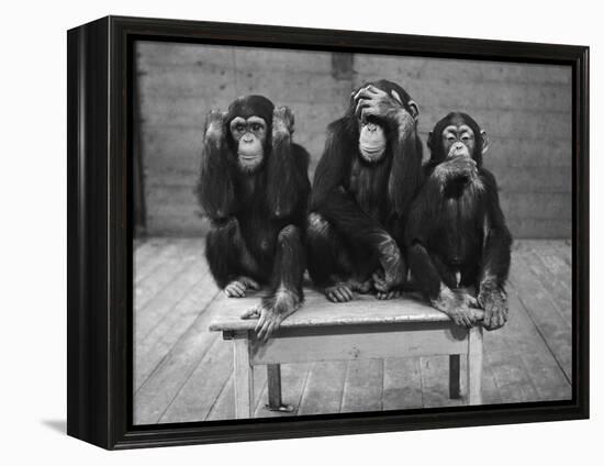 Chipanzees Not Hearing, Seeing or Speaking Evil-null-Framed Premier Image Canvas