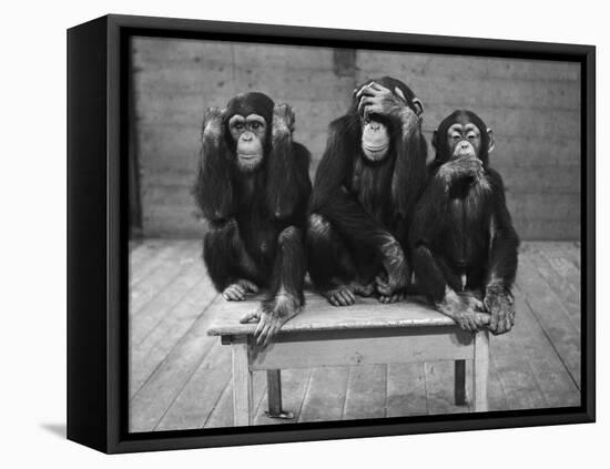 Chipanzees Not Hearing, Seeing or Speaking Evil-null-Framed Premier Image Canvas