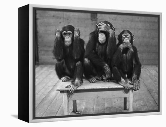 Chipanzees Not Hearing, Seeing or Speaking Evil-null-Framed Premier Image Canvas