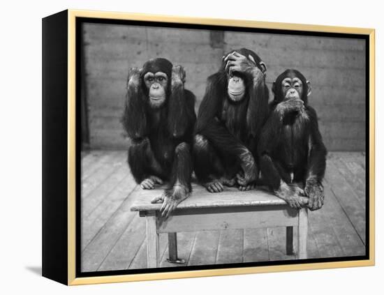 Chipanzees Not Hearing, Seeing or Speaking Evil-null-Framed Premier Image Canvas