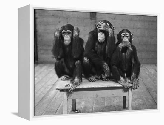 Chipanzees Not Hearing, Seeing or Speaking Evil-null-Framed Premier Image Canvas