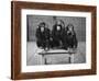 Chipanzees Not Hearing, Seeing or Speaking Evil-null-Framed Photographic Print