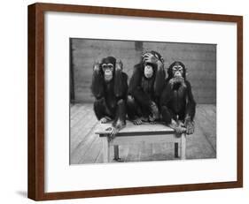 Chipanzees Not Hearing, Seeing or Speaking Evil-null-Framed Photographic Print
