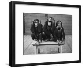 Chipanzees Not Hearing, Seeing or Speaking Evil-null-Framed Photographic Print