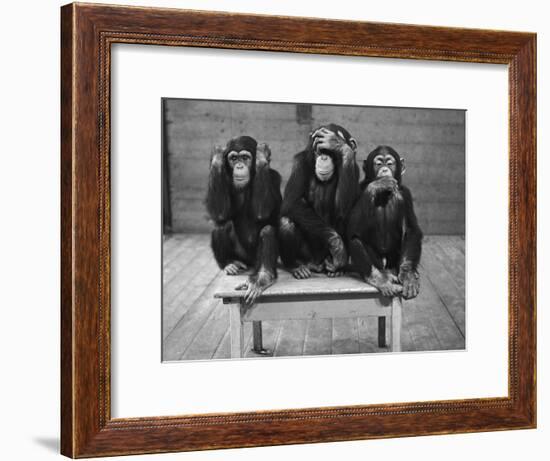 Chipanzees Not Hearing, Seeing or Speaking Evil-null-Framed Photographic Print