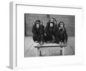 Chipanzees Not Hearing, Seeing or Speaking Evil-null-Framed Photographic Print