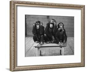 Chipanzees Not Hearing, Seeing or Speaking Evil-null-Framed Photographic Print