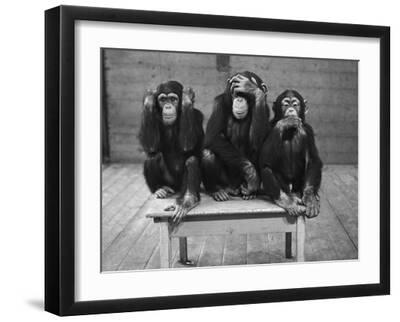 Chimpanzee Black and White Photography Wall Art: Prints, Paintings