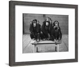 Chipanzees Not Hearing, Seeing or Speaking Evil-null-Framed Photographic Print