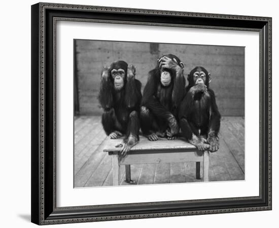 Chipanzees Not Hearing, Seeing or Speaking Evil-null-Framed Photographic Print