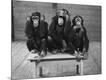 Photographic Print