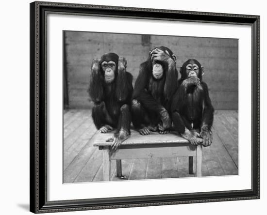 Chipanzees Not Hearing, Seeing or Speaking Evil-null-Framed Photographic Print