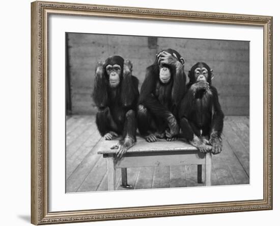 Chipanzees Not Hearing, Seeing or Speaking Evil-null-Framed Photographic Print