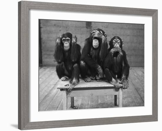 Chipanzees Not Hearing, Seeing or Speaking Evil-null-Framed Photographic Print