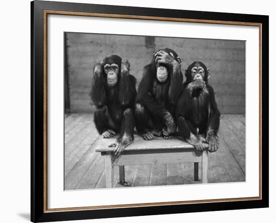 Chipanzees Not Hearing, Seeing or Speaking Evil-null-Framed Photographic Print