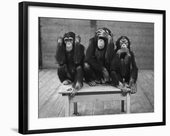 Chipanzees Not Hearing, Seeing or Speaking Evil-null-Framed Photographic Print